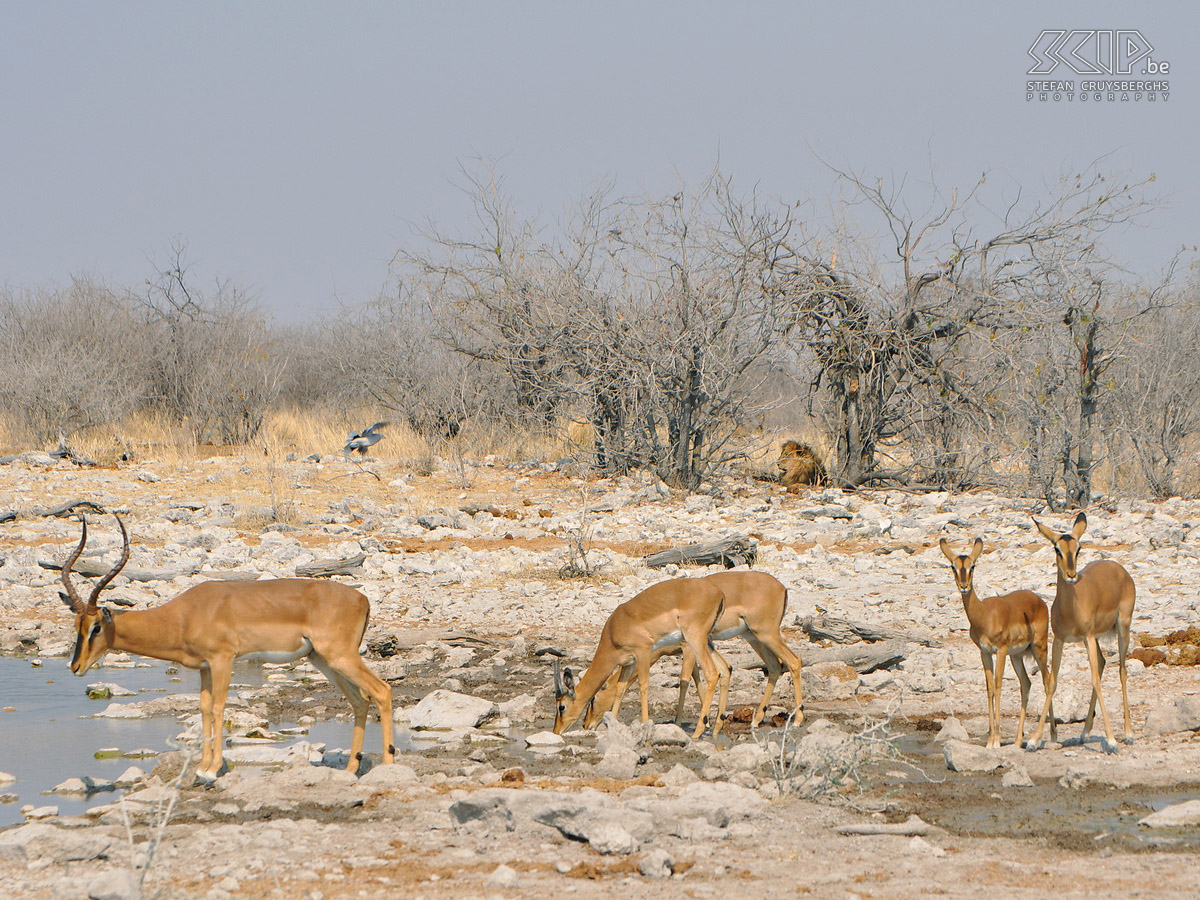 Etosha - Kalkheuvel - Impala's met leeuw Aan de waterpoel van Kalkheuvel zit een leeuw op de loer terwijl de impala's rustig verder drinken. Stefan Cruysberghs
